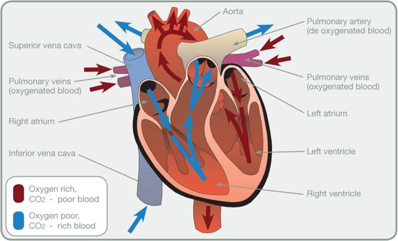 Label The Heart Left ventricle Inferior Vena Cava Superior Vena Cava Aorta Right Venricle Pulmonary veins (oxygenated blood) x 2 Left Atrium Right Atrium Pulmonary Artery (deoxygenated blood) On
