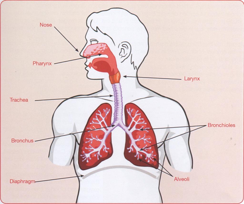 Label The Respiratory System Define the following: Tidal Volume; Residual Volume;