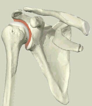 Label The Shoulder Girdle and Upper Limb Glenoid