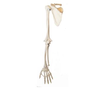 Process Humerus Acromion-Clavicular (AC) Joint
