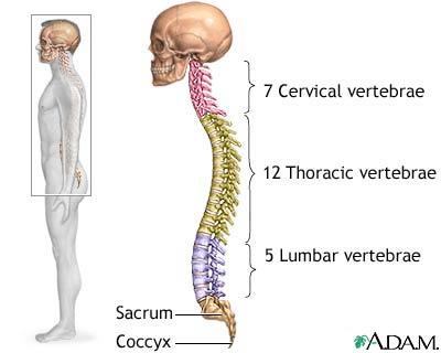Label and describe each section of the Vertebral Column Name: Number: Characteristic: Name: Number: Characteristic: Name: Number: Characteristic: