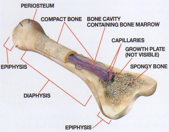 Label a Long Bone Capillaries Periosteum Diaphysis Spongy bone (Cancellous) Bone cavity (containing bone marrow) Epiphysis x 2 Compact bone Growth plate What is the