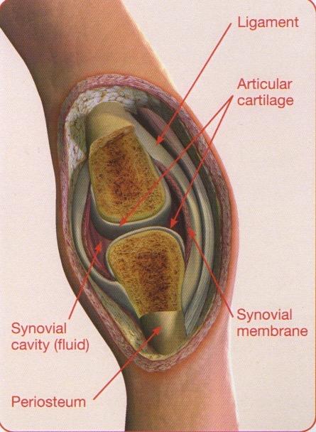 Label a Synovial Joint Synovial membrane