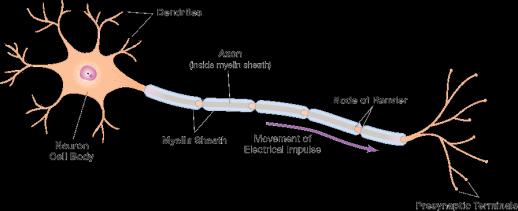 defined regions Cell body Dendrites Axon Presynaptic