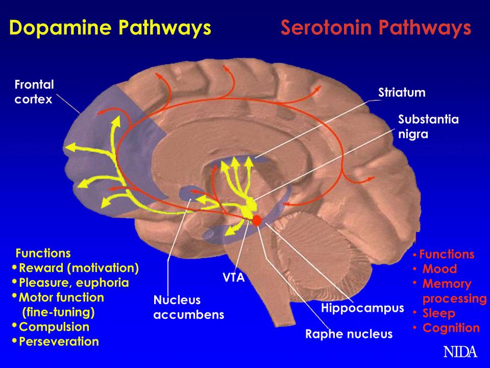Chemical Pathways 6. Endorphins Opioid-like chemicals occurring naturally in the brain Play a role in pain relief, other functions Opiates mimic endorphins 7.