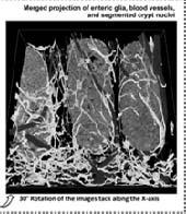 transparent human colon mucosa Liu et al.