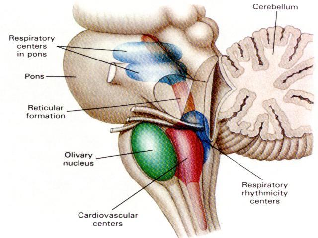 Vasomotor centers SPINAL CORD MEDULLA: Pressor area: rostral ventrolateral