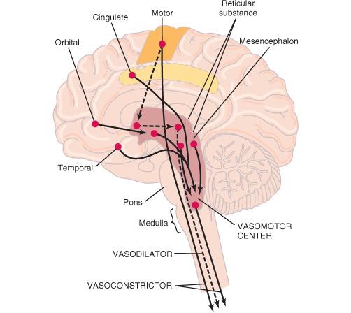 Pressor area: activation of sympathetic preganglionic neurons => tonic activation of heart + vasoconstriction (mainly) Depresszor area: