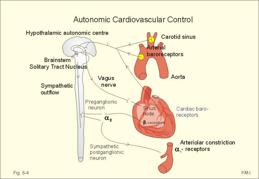 (76) Belgian physiologist Neural mechanism: autonomic control Reflex arc:
