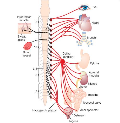 glands: vasodilation Pulmonary blood vessels: vasodilation Sacral parasympathetic nerves: N. Pelvic: Blood vessels of Autonomic efferentation 2.
