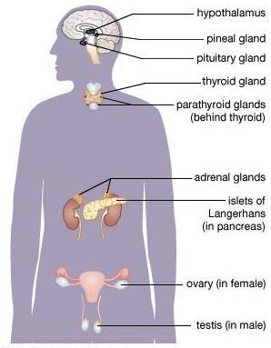 Carcinoma Adrenal Glands - Phaeochromocytoma - Paraganglioma Thymus Other Sites