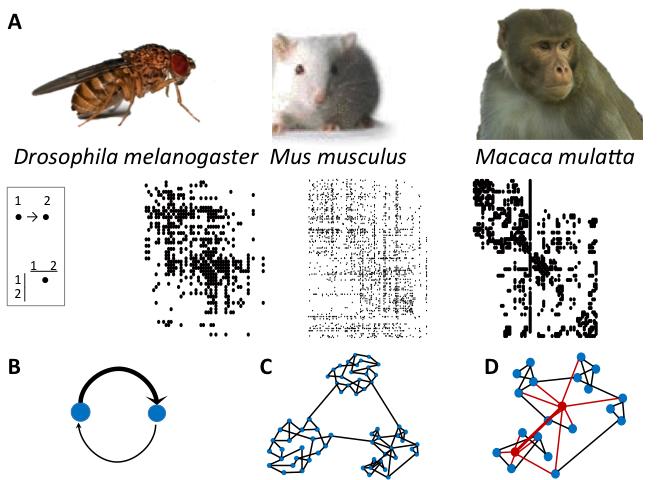 The Mind of a Fly Brain connectivity in Drosophila
