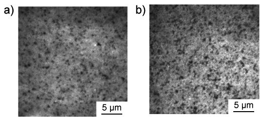 Fig. S1 Fluorescence microscopic observation of domains in a giant vesicle consisting of DOPC / SM / Chol.