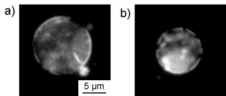 Fig. Fluoresence microscopic observation of domains in a giant vesicle consisting of DOPC / SM / Chol. Images were acquired at (a) and (b) 12 minutes after the addition of curcumin.