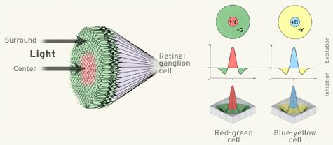 Color-opponent retinal/lgn cells (From webexhibits.