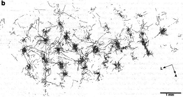 Feedback connections (Macaque; Angelucci et al.