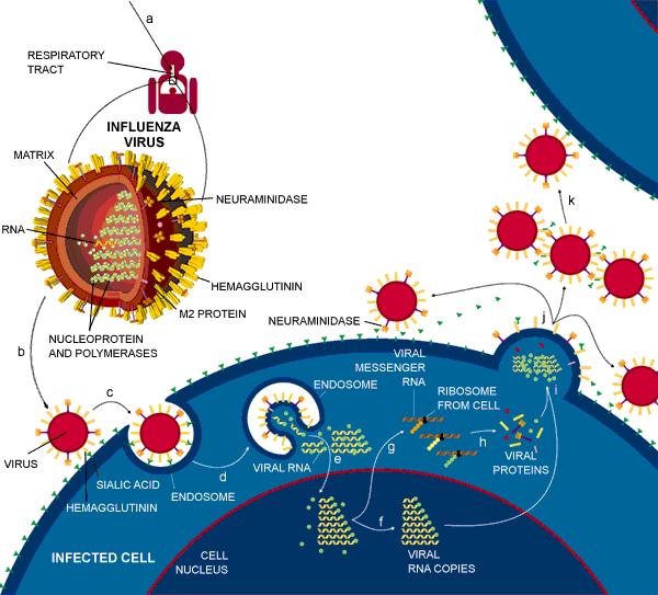Influenza Virus Infection Cycle