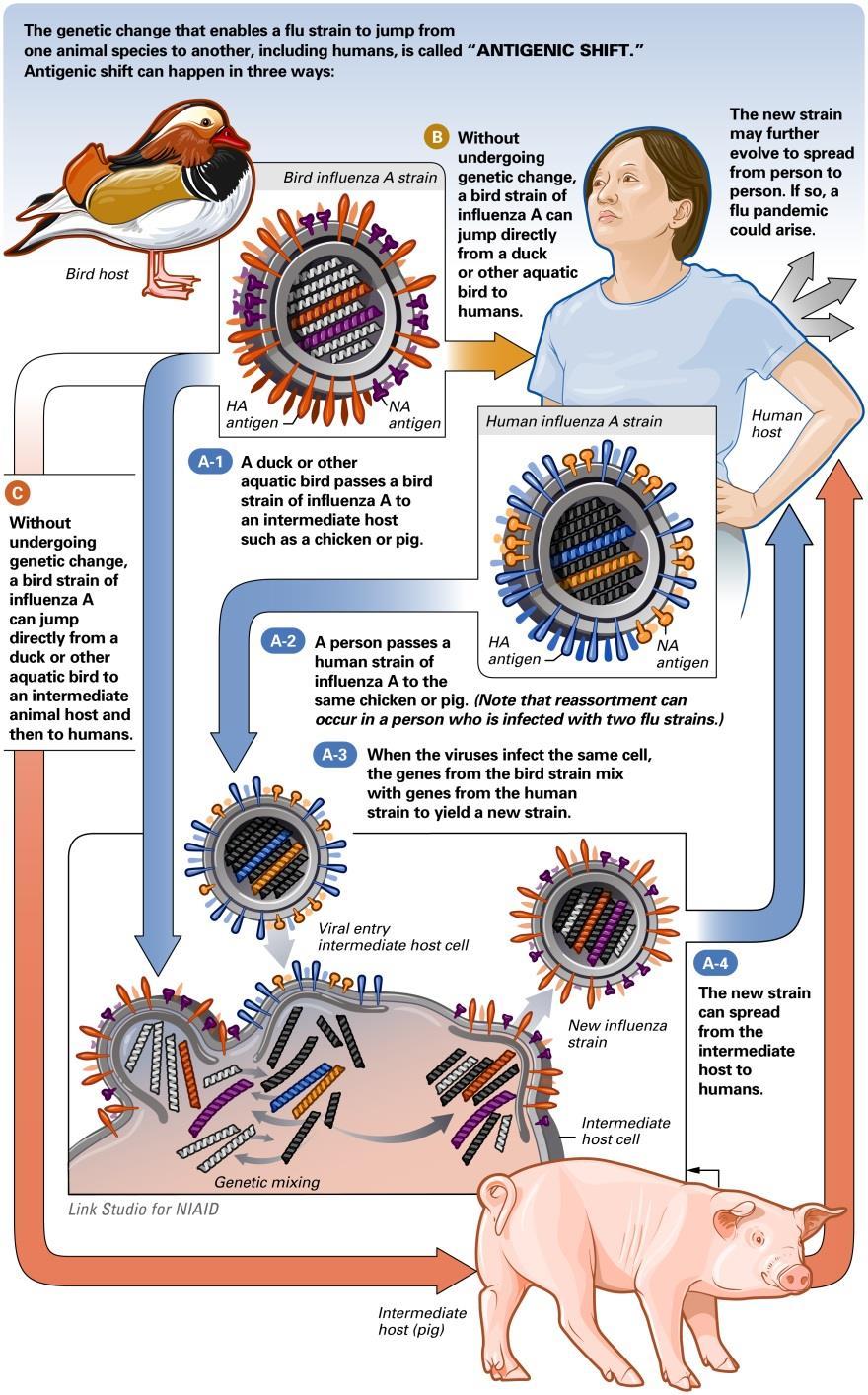 Influenza Virus Pandemic: Antigenic Shift pandemics every 1-2 decades influenza A virus changes antigenic shift major sudden change