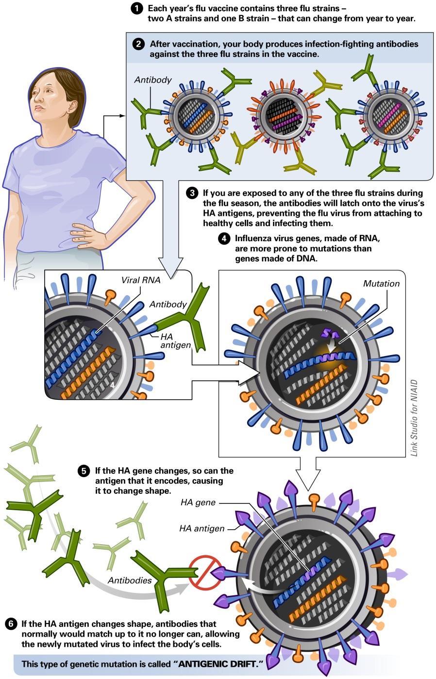 Influenza Virus Epidemic: Antigenic Drift epidemics every 1-3 years influenza A mutation antigenic drift small continuous