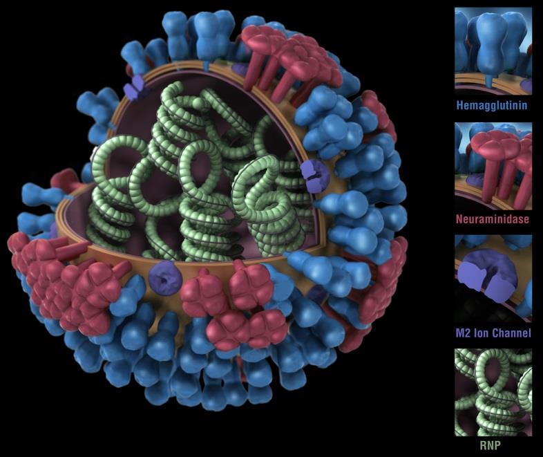 Influenza Virus Characteristics high infectivity attack rates up to 5-20% subclinical infection common transmission cytopathic to respiratory tract viral characteristics genome: 8 RNA fragments