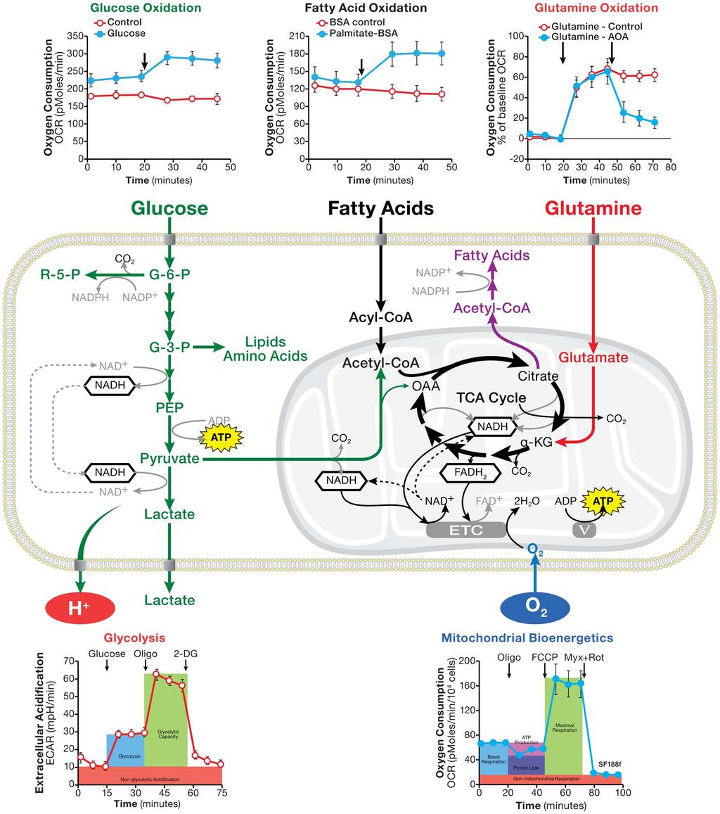 Figure 10. Schematic illustration of cellular metabolism pathways along with assays of glucose, glutamine, and fatty acid oxidation, glycolytic flux and mitochondrial bioenergetics. doi:10.