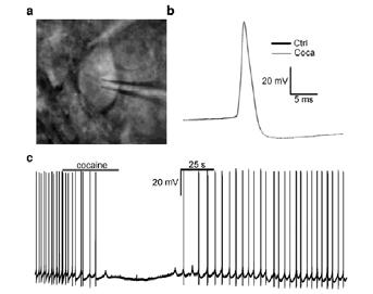 activity of LC neurons in vivo Cocaine exposure to