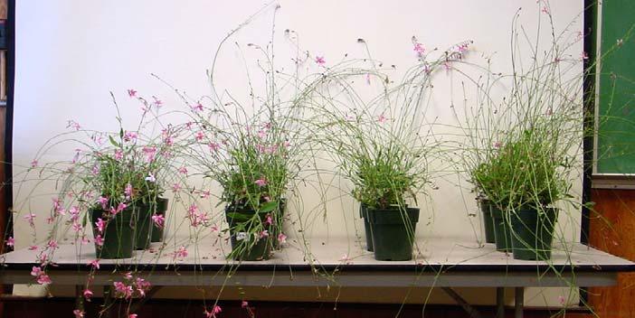 Gaura lindheimeri Siskiyou Pink plants 6 weeks after 2 foliar