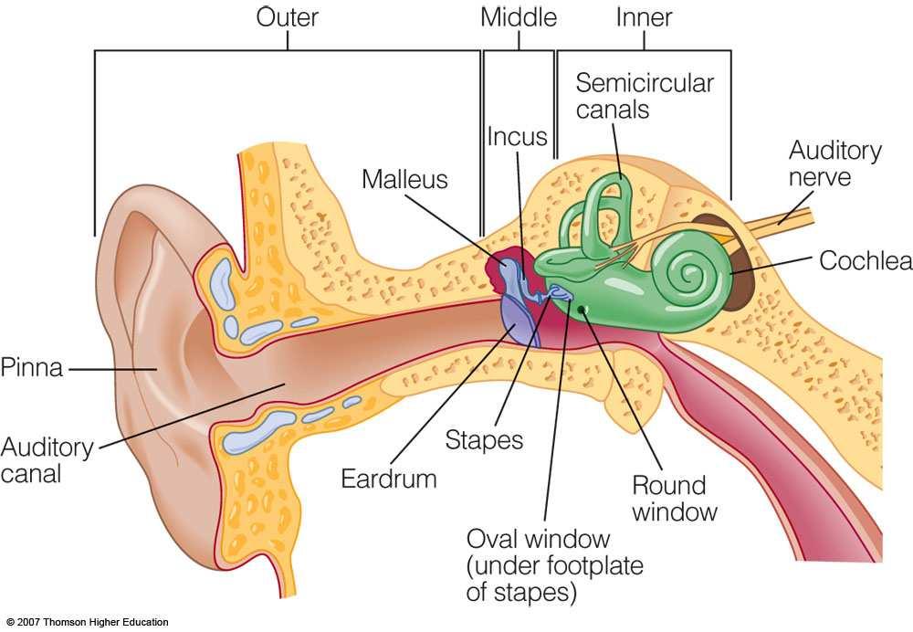The Ear Outer ear - pinna and auditory canal Pinna helps with sound location Auditory canal - tube-like 3 cm long structure