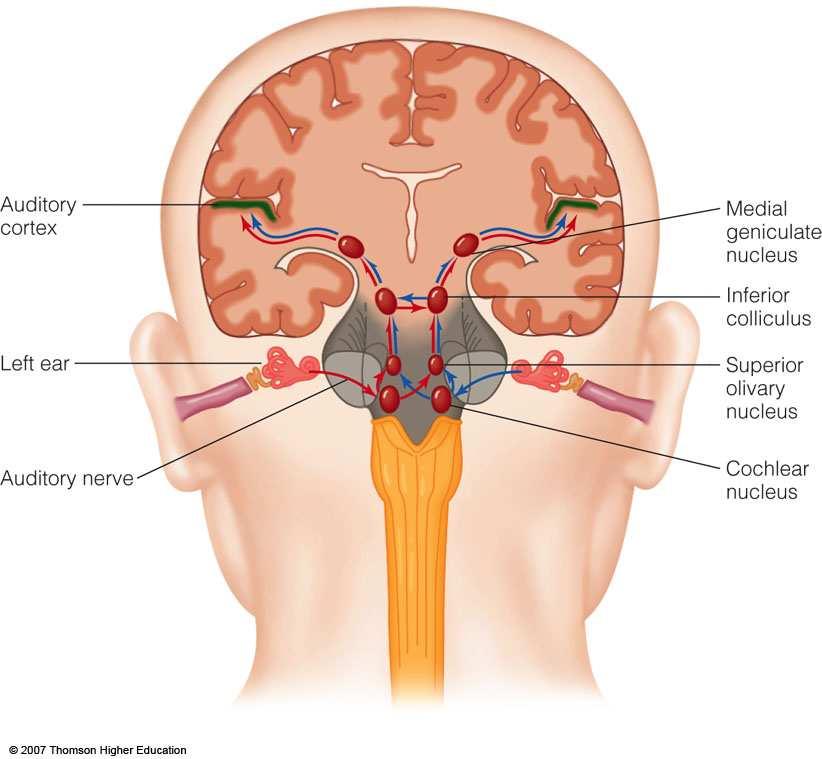 Pathway from the Cochlea to the Cortex Auditory nerve fibers synapse in a series of subcortical structures Cochlear nucleus Superior olivary nucleus