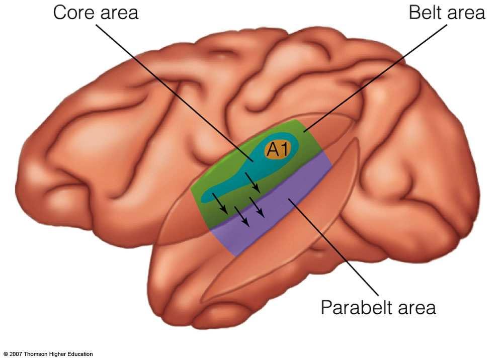 Auditory Areas in the Cortex Hierarchical processing occurs in the cortex Neural signals travel through the core, then belt, followed by the parabelt