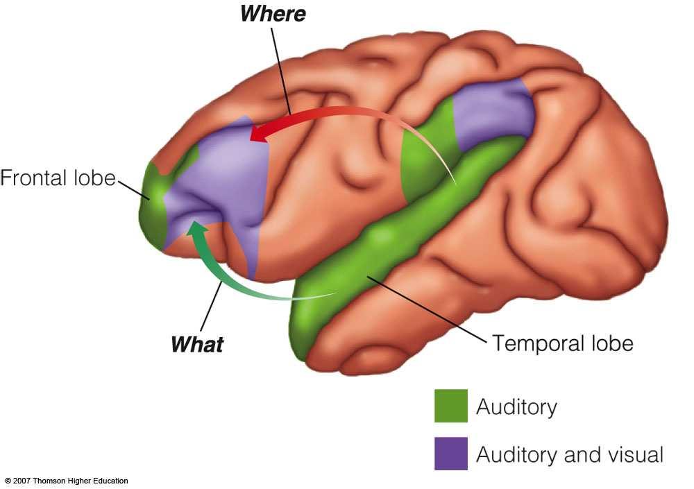 What and Where Streams for Hearing What or ventral stream starts in the anterior portion of the core and belt and extends to the prefrontal cortex It is responsible for identifying sounds Where or