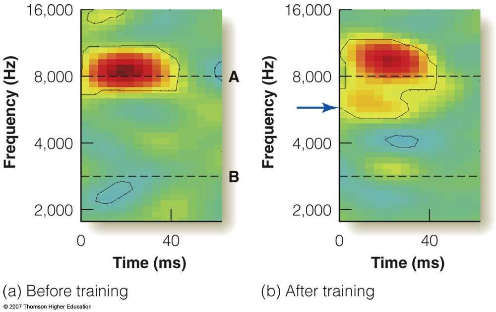 Effect of Experience on the Auditory Cortex Musicians show enlarged auditory cortices that respond to piano tones and stronger neural responses than non-musicians Experiment by Fritz et al.