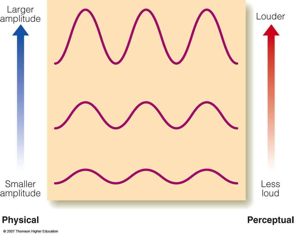Perception of amplitude is loudness Decibel (db) is used as the measure of loudness Number of db = 20