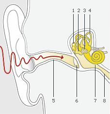 Frequency and Pitch The psychological experience of pitch is related to the temporal frequency of vibrations of the air hitting the eardrum. Middle C: 261.