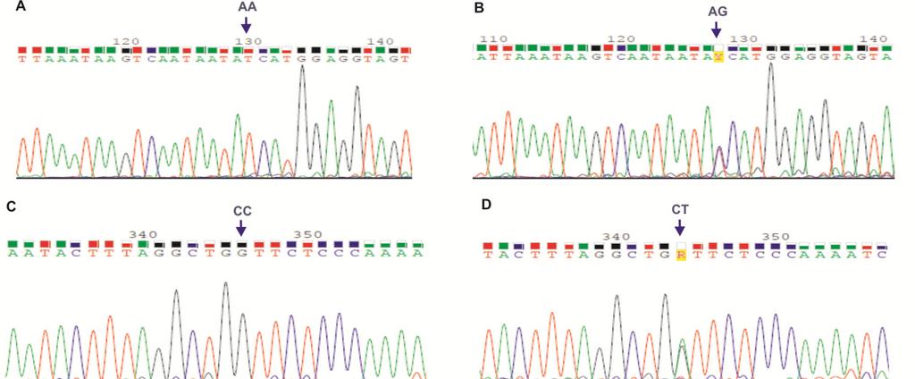 Sequencingof the selected ampliconsfor TLR4 and TLR9 SNPs Chromatogramsfor DNA