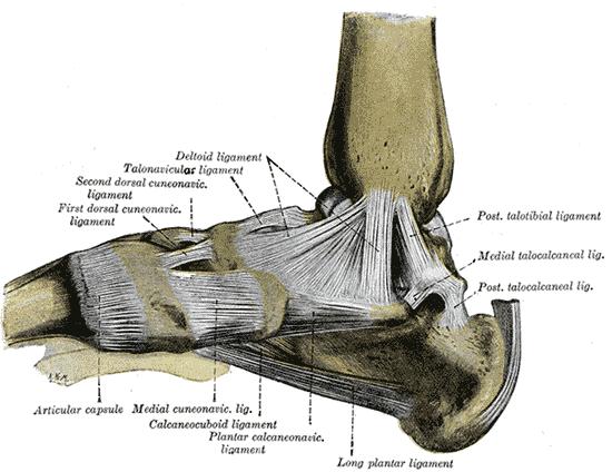 Medial Ankle Complex Triangular deltoid ligament attachments tuberosity of