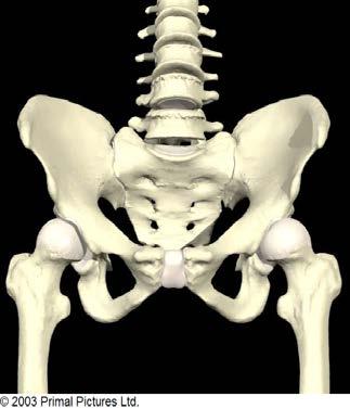(sacrum is the base of the spine & the innominate is considered part of the leg) Pubic symphysis (anterior strut that provides