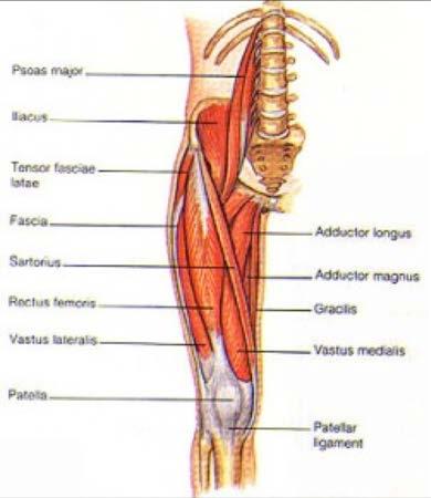 Muscle Function Hip Flexors: Iliopsoas - (hypertonic, runners, soccer, skaters