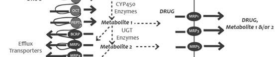 Pathways of Drug Elimination Esterase FMO UGT 35% Williams J et al. Drug Metab Disp 2004;32:1201-08.