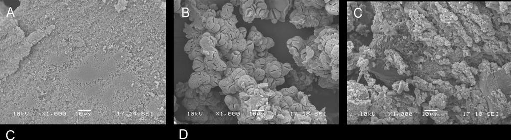 Figure S15: SEM microphotographs sc-ho-pla-ic in