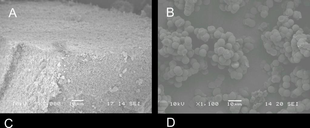 Figure S16: SEM microphotographs