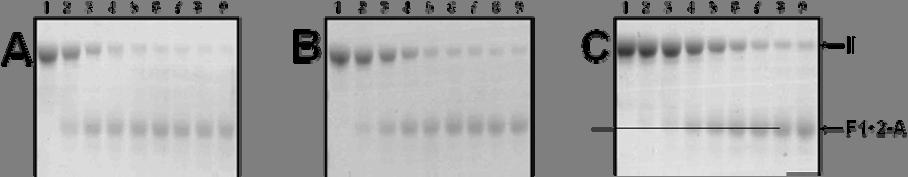 Figure 3.7. Electrophoretic analyses of the activation of rmz-ii by prothrombinase assembled with mutant factor Va molecules.