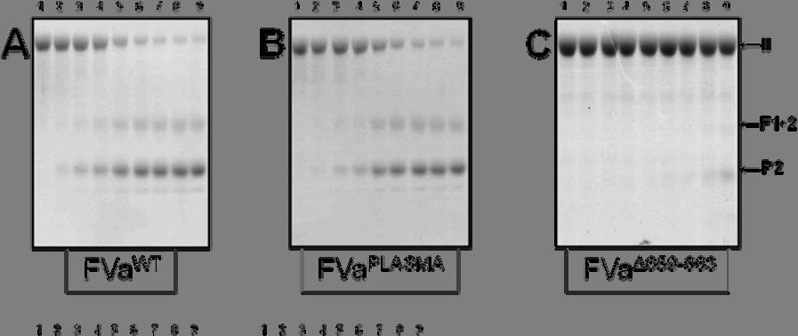 Figure 3.8. Electrophoretic analyses of the activation of rp2-ii by prothrombinase assembled with mutant factor Va molecules.
