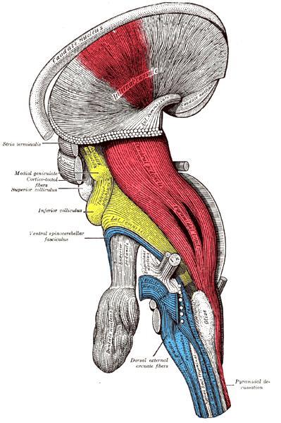 CORTICOSPINAL PROJECTION WITHIN THE INTERNAL