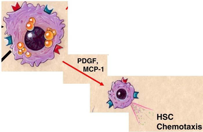 (PDGF) Cells that migrate towards