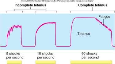 D) Muscle Tetanus = repeated highest frequency stimuli produces greatest possible contractile force BUT comes at cost. Sustained muscle contraction leads to muscle fatigue and failure. Fig. 9.