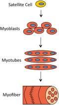 Makes new muscle fibers Myostatin = inhibits muscle growth & repair by inhibiting satellite cells.