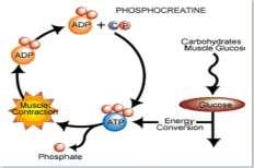 Phosphocreatine = natural molecule stored in large supply in resting muscle, is needed to