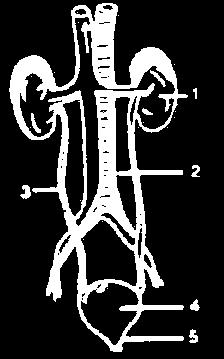 (d) (i) 4/cortex (ii) medulla (iii) 5/pelvis Question 2: Given alongside is the figure of certain organs and associated parts in the human body.