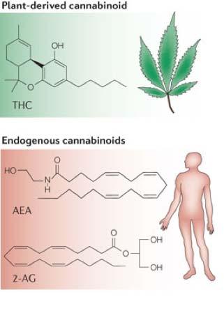 ENDOCANNABINOID SYSTEM Three main components: Endocannabinoids (endogenous lipid ligands) Anandamide & 2 AG Receptors CB 1 & CB 2 (G protein coupled), TRPV1 Regulatory Enzymes Synthesis and